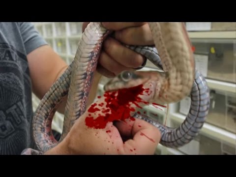 YouTube reptile video