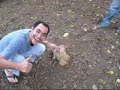 Aprenda a dormir una gallina