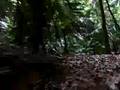 CANGKUL-Cam New FRIM TRAIL 21May2006