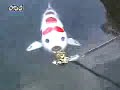 Robocarp: Japanese robot fish