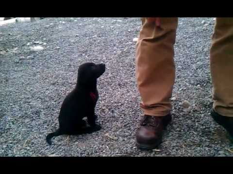 7 week old lab puppies