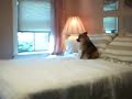 Pomeranian Alarm Clock