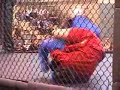 Combat sambo