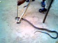 Snak kild in charrian batal mansehra pakistan - YouTube
