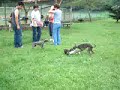 Italian Greyhound Paradise 01
