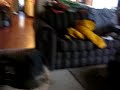 Stretch German Shepherd Loves His Tennis Ball