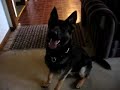 Stretch German Shepherd Loves His Tennis Ball