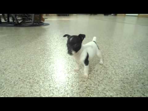 Sweety the rat terrier