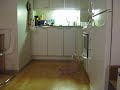 Siberian kitten being stubborn