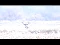 Eastern Colorado Whitetail Eastern Colorado Whitetail
