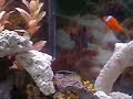 My 55 Gallon Fish Only Tank My 55 Gallon Fish Only Tank