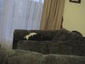 Benji