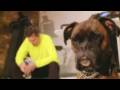 We Love Our Dogs Get Ready for Crufts Episode 1