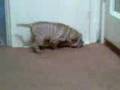 play video