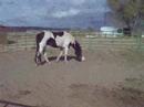 Pep horse plays ball