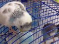 TheBudgieBirds - 3 Budgies playing out of the cage *Cute*
