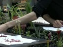 Meisterliche Bl�tenpracht