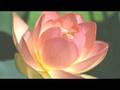 Sin Sisamouth - Klen Kloun Noun Srey