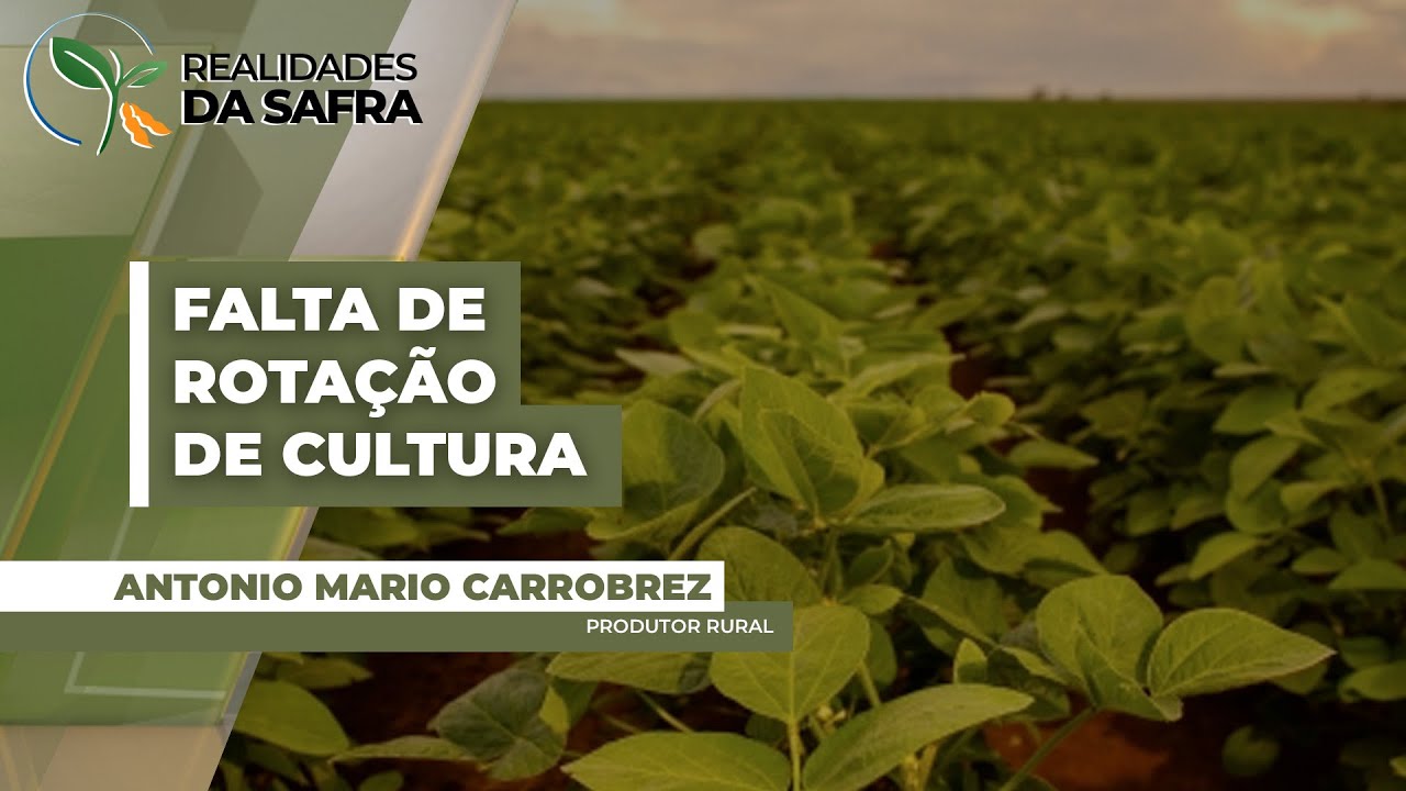 Soja apresenta atrofia mesmo após escarificação em área do Norte do Paraná, mas reage melhor em área