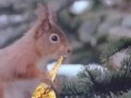 BLOG   jmh - Animal.wmv