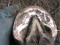The Hope and Victory Over Laminitis