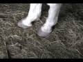 The Hope and Victory Over Laminitis