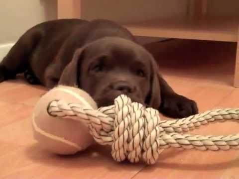 Gorgeous chocolate lab puppy – Samba