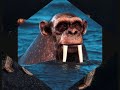 lustige Tiere