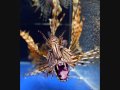 lustige Tiere