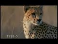 Wild Afrik