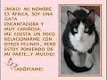 animales en adopción en anaa