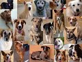 animales en adopción en anaa