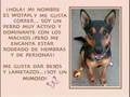 Animales en adopción en ANAA