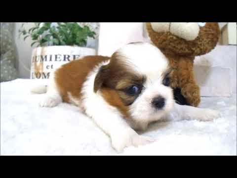 YouTube Preview Image