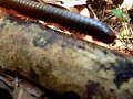 Giant Millipede
