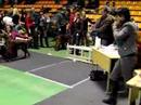 Dog Show \"Kauno Ziema \