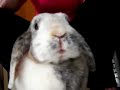 My rabbit eating raisins