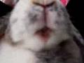 My rabbit eating raisins