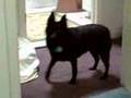 cute schipperke