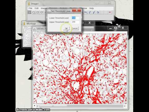 how to use imagej to measure length