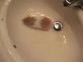 Funny Hamster Funny Hamster