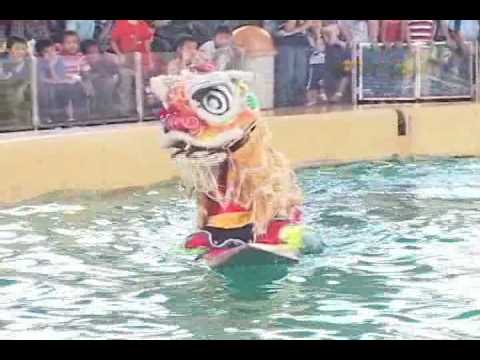 Aksi Barongsai vs Lumba-lumba