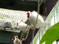 Darrrrek - Breeding carduelis major5