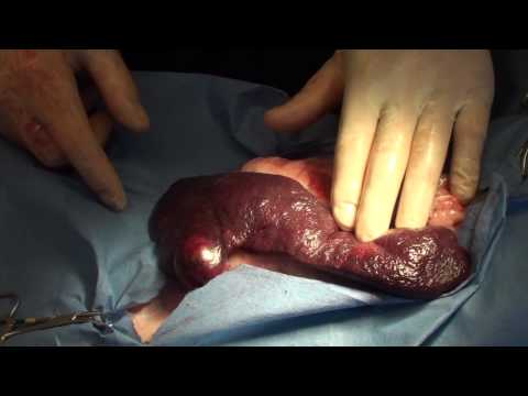 how to drain lump on dog