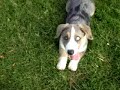 cardigan welsh corgi,JAZZ, 13 weeks. puppy, pembroke, dog.
