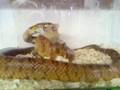 Snake-eat