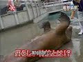 Funny Animals