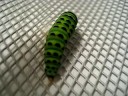 The Metamorphosis of Buddy the Caterpillar, day x+5
