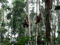 Crouching Tiger Hidden Orang Utans