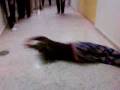 videos de La Nage Du Couloir !